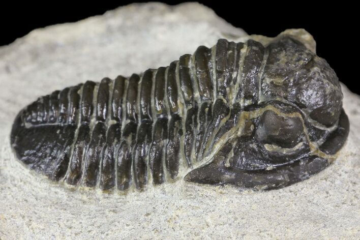 Detailed Gerastos Trilobite Fossil - Morocco #164724